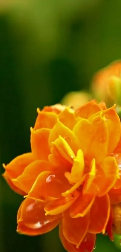 Close-up of an orange flower with a vibrant green background.