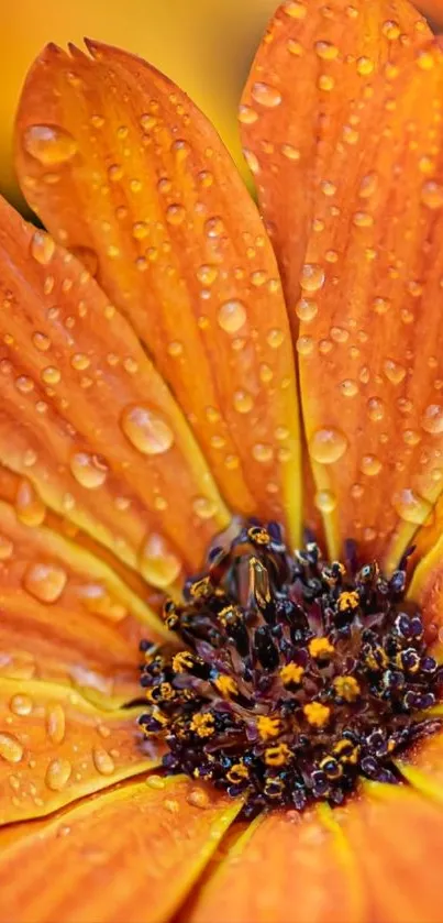 Close-up of vibrant orange flower with dew-covered petals.