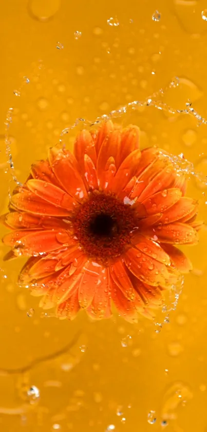 Orange flower with water droplets on a vibrant yellow background.