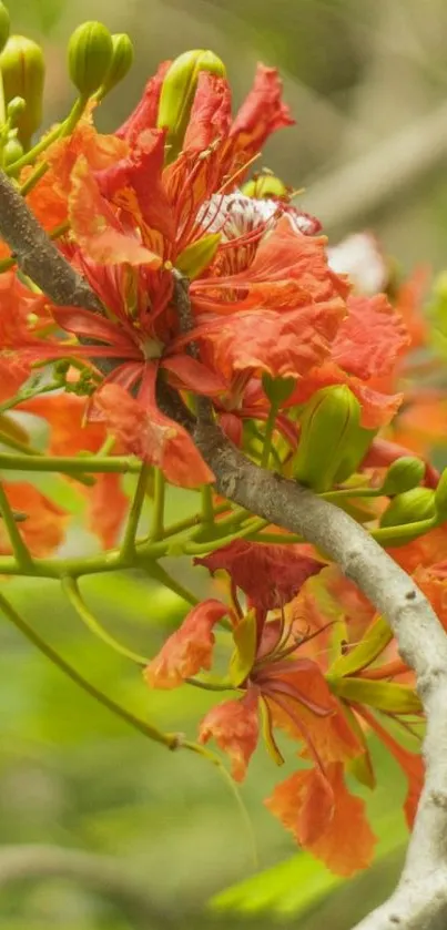 Orange flowers and green buds on branches create a vibrant natural wallpaper.