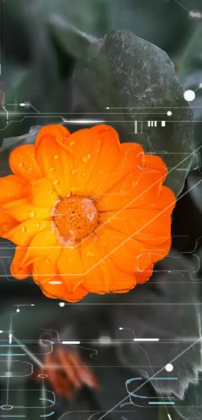 Orange flower with raindrops and digital patterns.