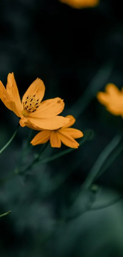 Vibrant orange flowers against a dark green backdrop.