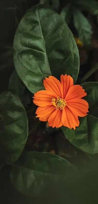 Vibrant orange flower with lush green leaves wallpaper.