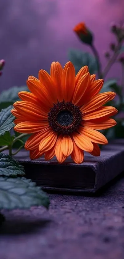 Vibrant orange flower with purple backdrop, ideal for nature-themed phone wallpaper.