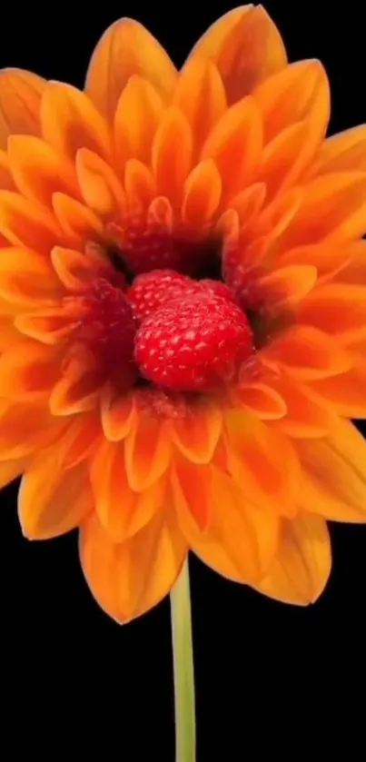 Orange flower with red center on black background.