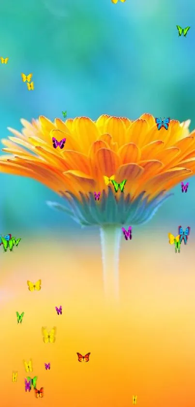 Vibrant orange flower with a blue blurred background on mobile wallpaper.