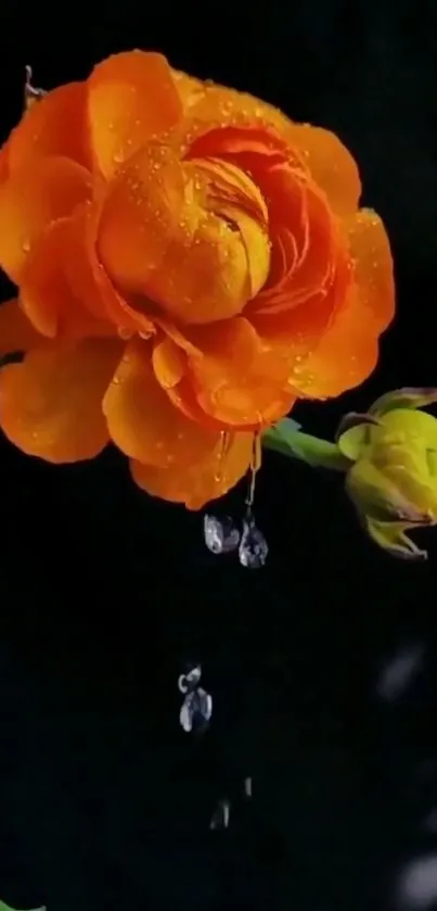 Vibrant orange flower with water droplets against a dark background.