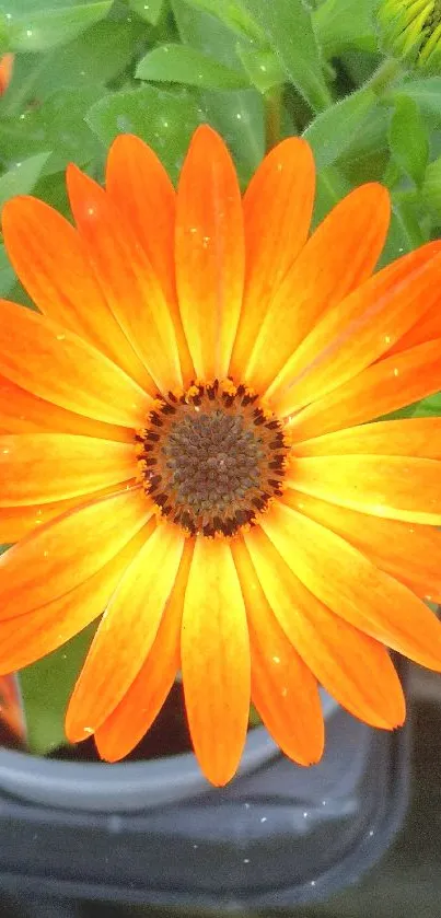 Bright orange flower with green leaves wallpaper.