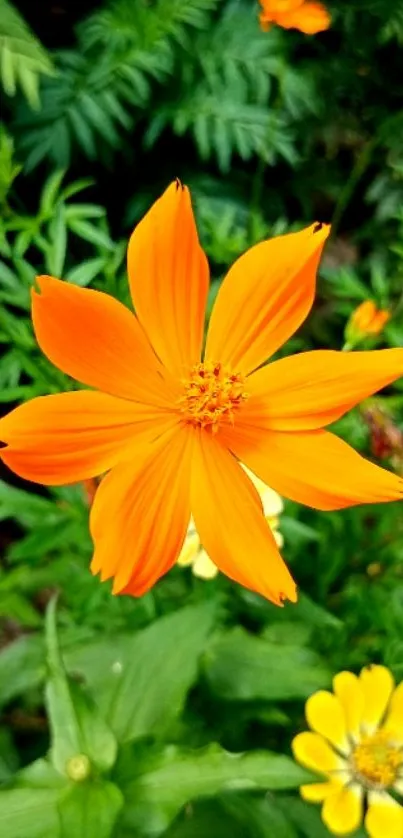 Vibrant orange flower with green leaves background.