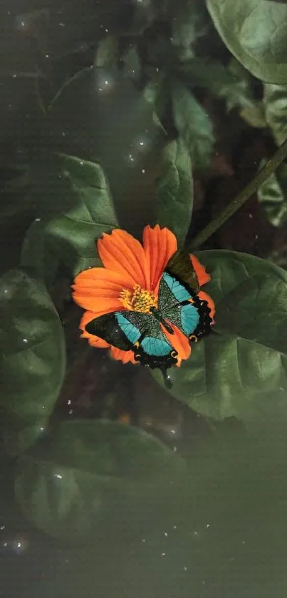 Orange flower and butterfly on leafy background.