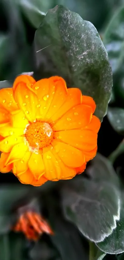 Orange flower with dewdrops and green leaves.