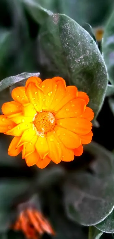 Vibrant orange flower with dewy petals against lush green leaves background.