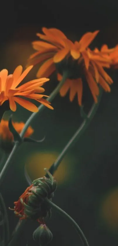 Close-up of vibrant orange flowers with dark green background.