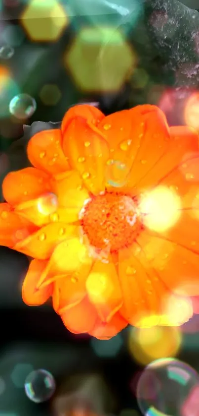 Orange flower with dewdrops and glowing bokeh highlights.