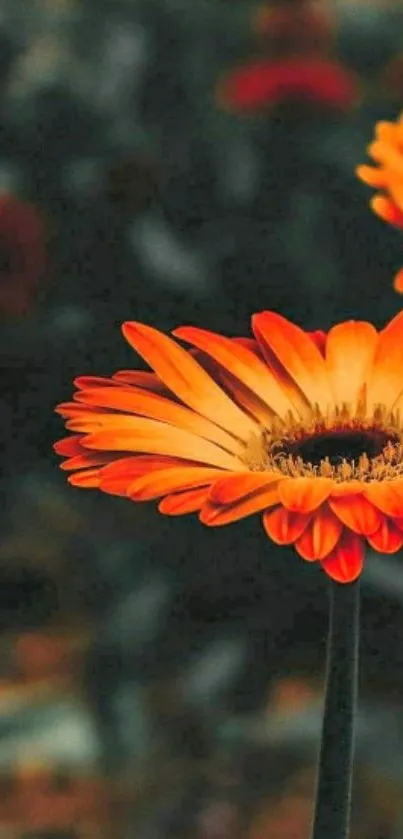 Close-up of a vibrant orange flower with blurred background.