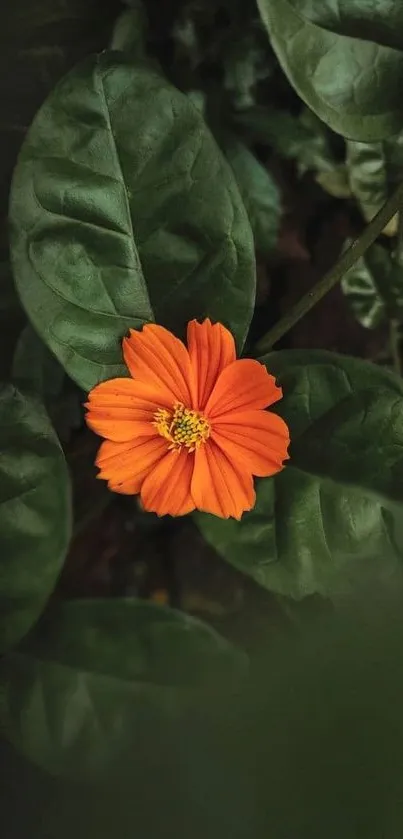 Vibrant orange flower with green leaves background.