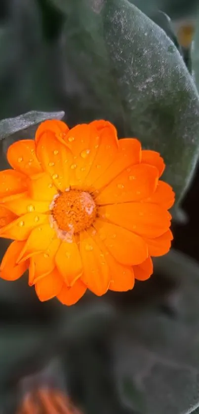 Vibrant orange flower with droplets on green leaves wallpaper.