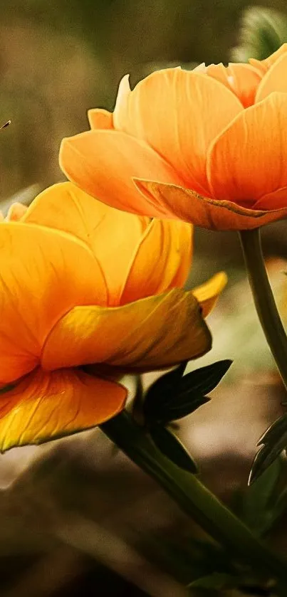 Vibrant orange flowers in full bloom captured as mobile wallpaper.