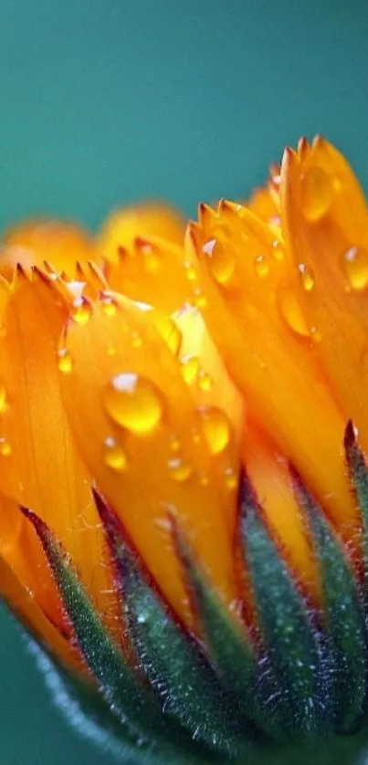 Close-up of a vibrant orange flower with dew drops against a green background.