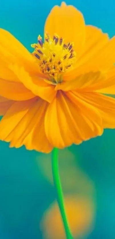 Vibrant orange flower with green stem on a blue background.