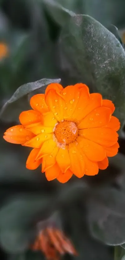 Close-up of a vibrant orange flower with green leaves background.