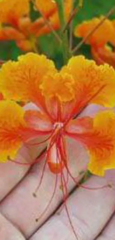 Close-up of a vibrant orange flower with lush petals in nature's backdrop.