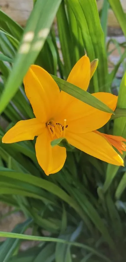 Vibrant orange flower with lush green leaves background.