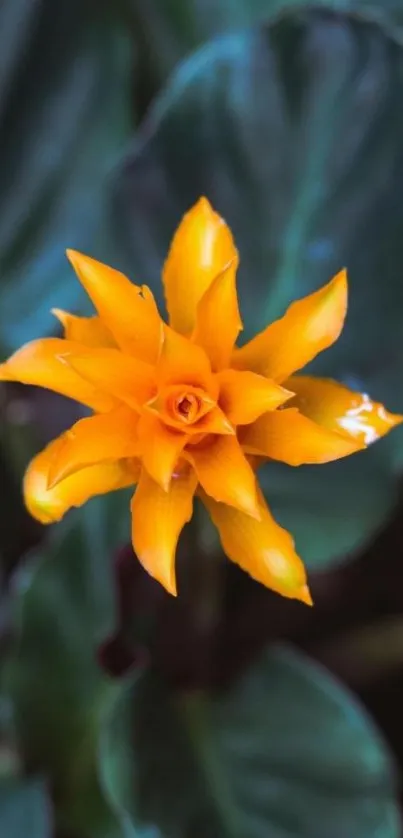 Vibrant orange flower with green leaves wallpaper.