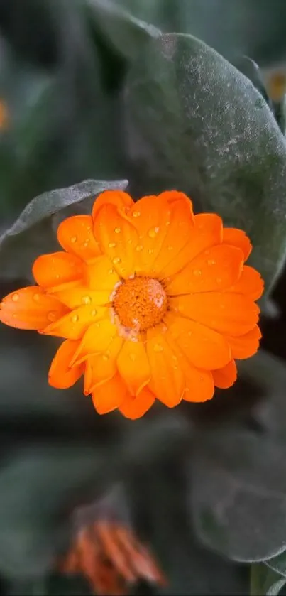 Vibrant orange flower with dewdrops against green leaves.