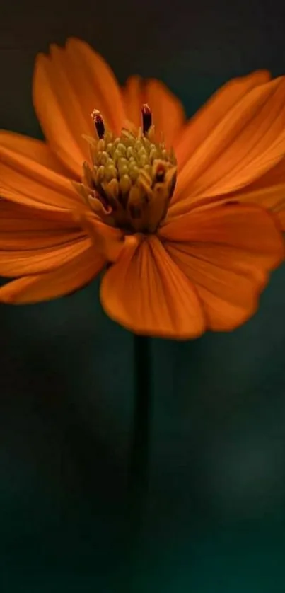 Mobile wallpaper featuring a vibrant orange flower on a dark background.