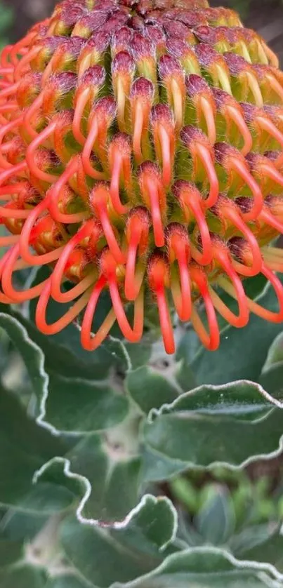 Close-up of a vibrant orange flower with spiral pattern.