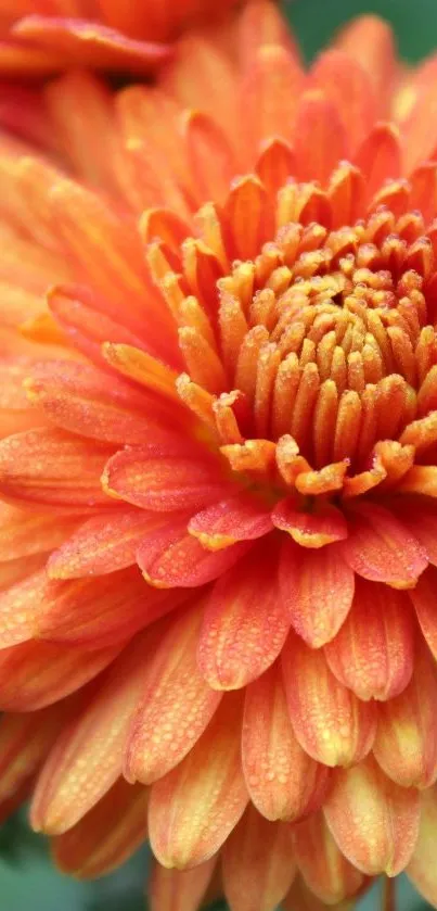 Close-up of a vibrant orange chrysanthemum with detailed petals.