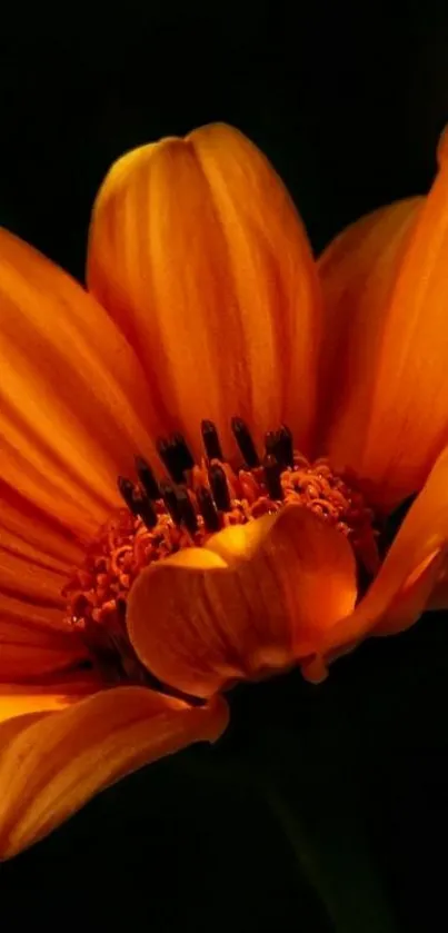 Vibrant orange flower with dark background.