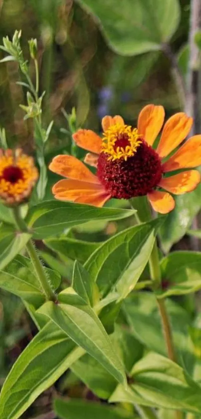 Orange flowers with green leaves mobile wallpaper.