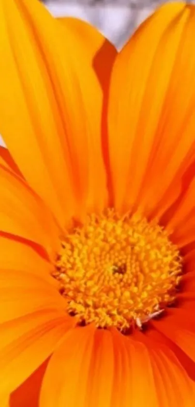 Vibrant orange flower with detailed petals for wallpaper.