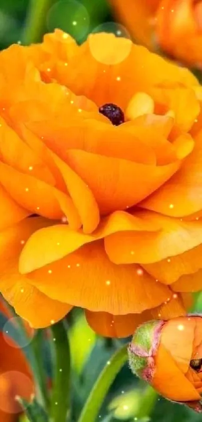 Close-up of a vibrant orange flower with green foliage background.