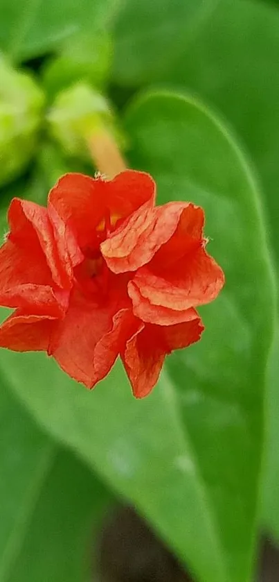 Close-up of an orange flower with green leaves backdrop.