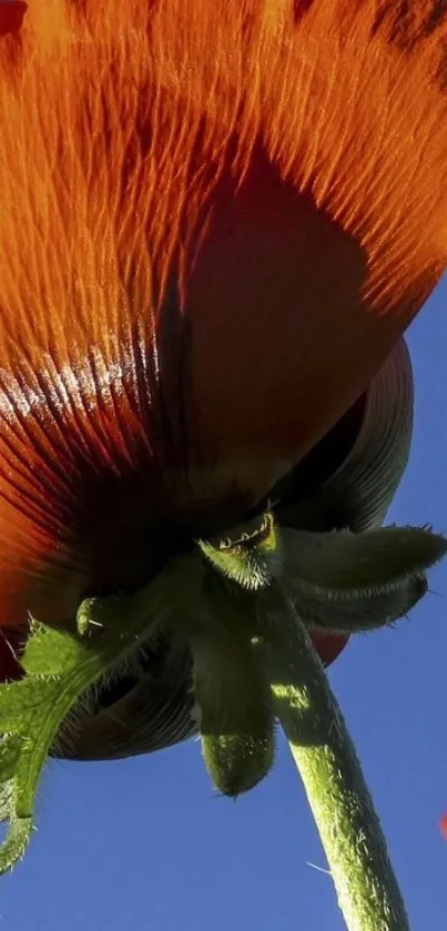 Close-up of an orange poppy flower against a clear blue sky.