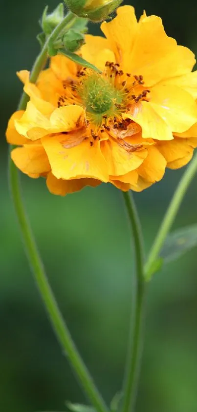 Orange flower with a green backdrop on wallpaper.