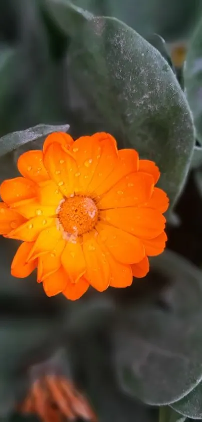 Vibrant orange marigold flower with dewdrops on green leaves.