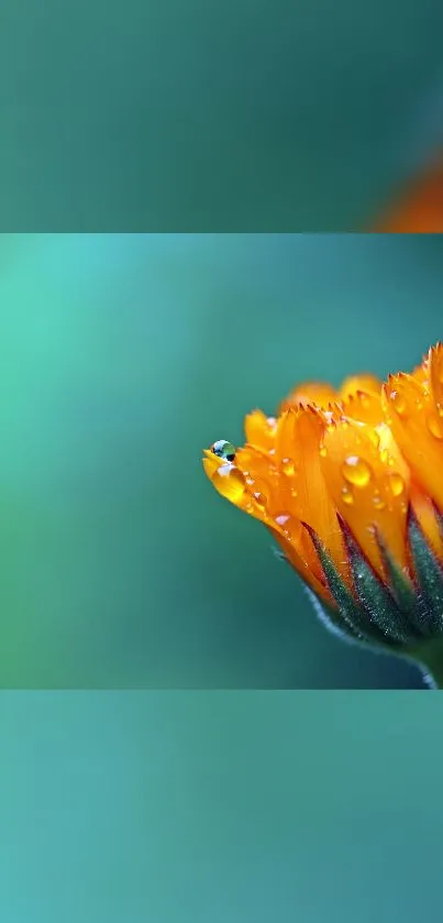 Orange flower with droplets on a teal background.