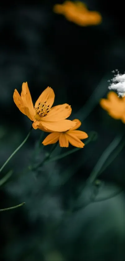 Vibrant orange flower with dark green background for mobile wallpaper.