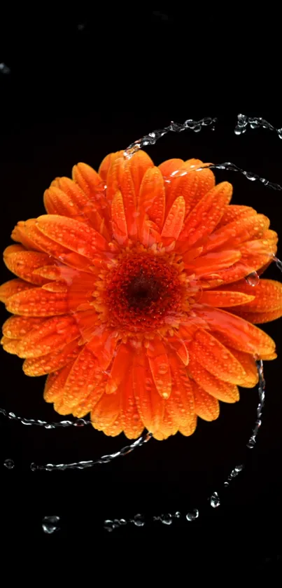 Orange flower with water droplets on black background.