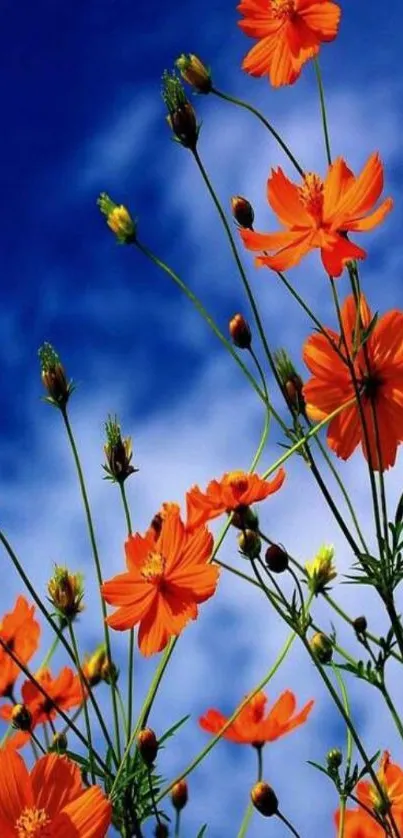 Vibrant orange flowers under a clear blue sky, ideal for mobile wallpaper.