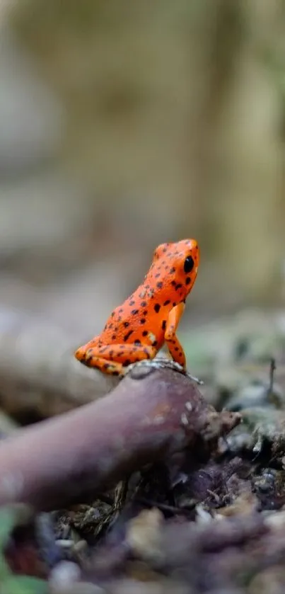 Bright orange frog in a forest setting, highlighting nature's beauty.