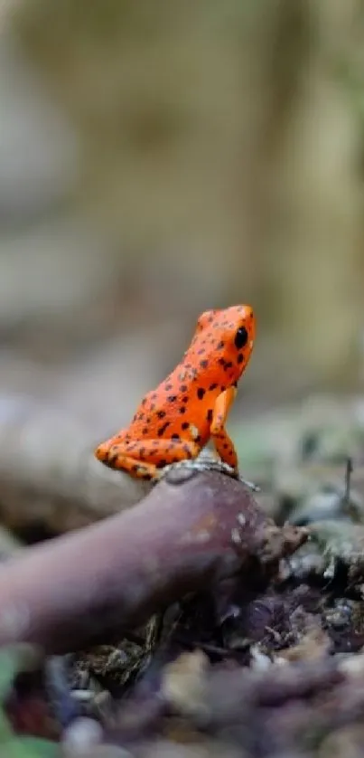 Bright orange frog sitting on a log in natural surroundings.