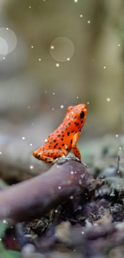 A vibrant orange frog sits on a forest floor, surrounded by earthy tones.