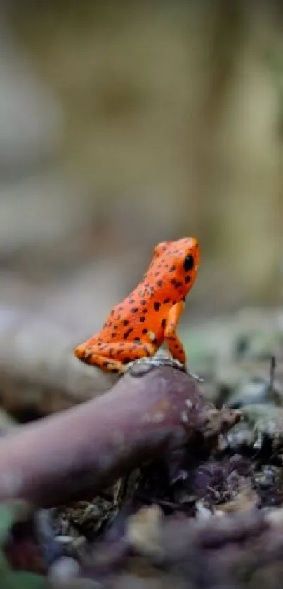 Orange frog sitting on forest branch, vibrant nature wallpaper.