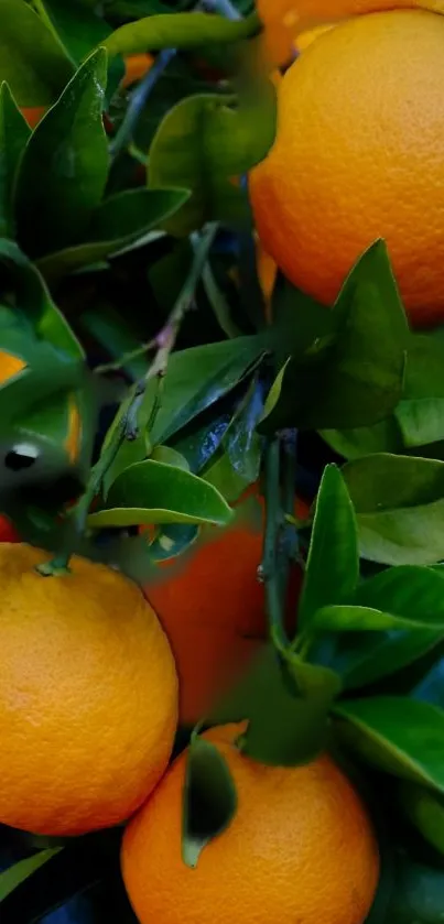 Oranges with green leaves on tree, vibrant wallpaper.