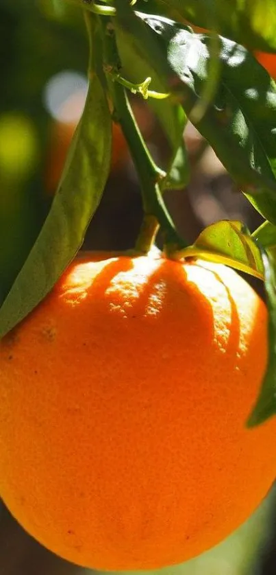 Close-up of a vibrant orange with green leaves.